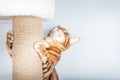A domestic cat climbs a cat pole Royalty Free Stock Photo
