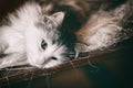 Domestic cat close up portrait. Norwegian forest cat. Black and white cat animal.