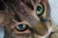 Domestic cat closeup view