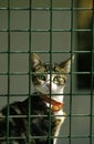 Domestic Cat with Collar behing Fence