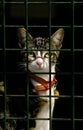 Domestic Cat with Collar behing Fence Royalty Free Stock Photo