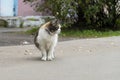 A domestic cat with a collar walks along the asphalt road. A wild cat family went hunting, observation. Summer day Royalty Free Stock Photo