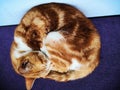 A domestic cat curled up in sleep. Royalty Free Stock Photo