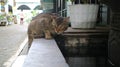 domestic cat drinking in the fish pond, editing