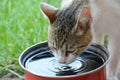 Domestic cat drinking water from red pot Royalty Free Stock Photo