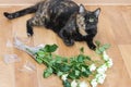 Domestic cat dropped and broken glass vase of flowers. Royalty Free Stock Photo