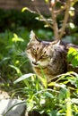 Domestic cat eating grass Royalty Free Stock Photo
