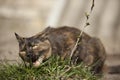 Domestic cat eating grass Royalty Free Stock Photo