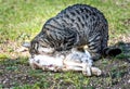 Domestic cat is eating a wild rabbit Royalty Free Stock Photo