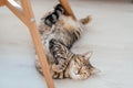 Domestic cat in estrus lies on the floor on its back and meows