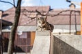 Domestic cat 1 -Novaci-Romania