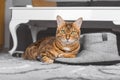 Domestic cat on the floor on mens slippers Royalty Free Stock Photo