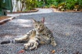 domestic cat in the garden of Ernest Hemmingway in Key West Royalty Free Stock Photo