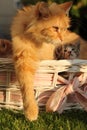 Domestic cat in a garden with a kitten in a basket Royalty Free Stock Photo