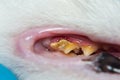 Domestic cat with gingivitis and gum retraction. Bacterial plaque or tartar on the teeth surface