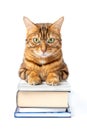 Domestic cat with glasses on a stack of books Royalty Free Stock Photo