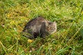 Domestic Cat In Grass On Weadow Outdoors In Summer Royalty Free Stock Photo