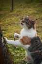 Domestic cat grinds its claws against the bark of a tree and prepares its dangerous claws to protect its territory and catch