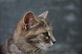 Domestic cat head in profile on a gray background. Animal portrait. striped tabby female shorthaired country cat looking