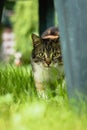 Domestic cat hiding behind a chair lurks for its chance to surprise its prey. Felis catus domesticus is on the hunt. Games with a Royalty Free Stock Photo