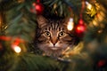 Domestic cat hiding in Christmas tree between lights and baubles Royalty Free Stock Photo