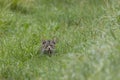 Domestic cat hiding in the green grass Royalty Free Stock Photo