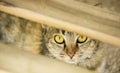 Domestic cat hiding itself Royalty Free Stock Photo