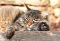 Domestic cat, house cat (Felis silvestris f. catus), long-haired grey cat