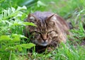 Domestic cat in hunting pose in the grass Royalty Free Stock Photo