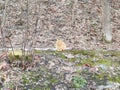 Domestic cat hunts moles in the forest in nature Royalty Free Stock Photo