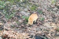 Domestic cat hunts moles in the forest in nature. Looking for food Royalty Free Stock Photo