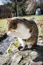 Domestic cat licking paw Royalty Free Stock Photo