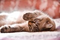 The domestic cat lies on a bed and is heated under sunshine from a window Royalty Free Stock Photo