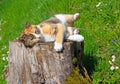 A domestic cat lies on a tree stump in the sun Royalty Free Stock Photo