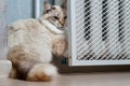 A domestic cat lies and warms itself under a heating radiator Royalty Free Stock Photo