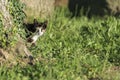 Domestic cat looking at camera behind a tree Royalty Free Stock Photo