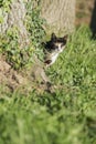 Domestic cat looking at camera behind a tree Royalty Free Stock Photo