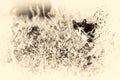 Domestic cat looking at camera behind a tree. Sepia toned. Royalty Free Stock Photo