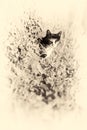 Domestic cat looking at camera behind a tree. Sepia toned. Royalty Free Stock Photo