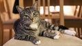 Domestic cat looking at the camera and sitting on a chair in a calm, sleepy, relaxed position Royalty Free Stock Photo