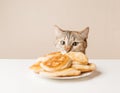 Domestic cat looking at pancakes. Royalty Free Stock Photo