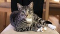 Domestic cat looking straight to the camera and sitting on a chair in a calm, relaxed position Royalty Free Stock Photo