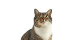 Domestic cat looking up Royalty Free Stock Photo