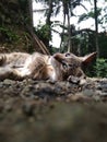 domestic cat is looking up too cute adorable Royalty Free Stock Photo