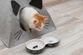 Domestic cat looks at an empty bowl