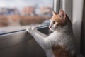 domestic cat looks out the window at sunset