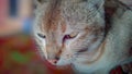 Domestic cat wallpaper nice and lovely