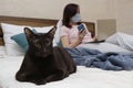 A domestic cat is lying on the bed against the background of a girl in a mask Royalty Free Stock Photo