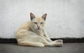 Domestic cat lying on cementfloor
