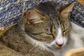 A domestic cat lying relaxed in a woven basket and let the sunlight shine in the face Royalty Free Stock Photo